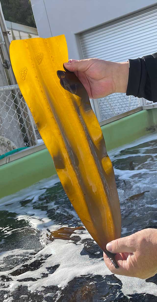 SADO Sea Farm